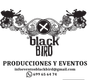 Black bird